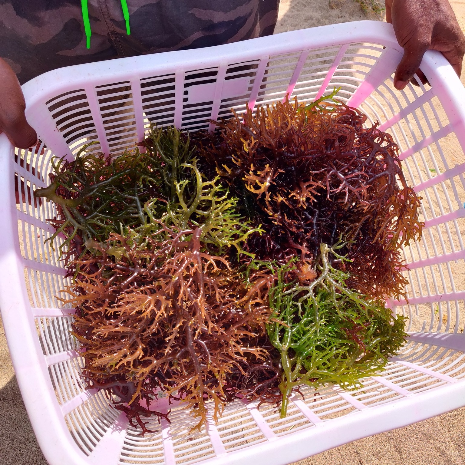 Grenada: Breakwater in Sauteurs completes Sea Moss Marine culture exercise