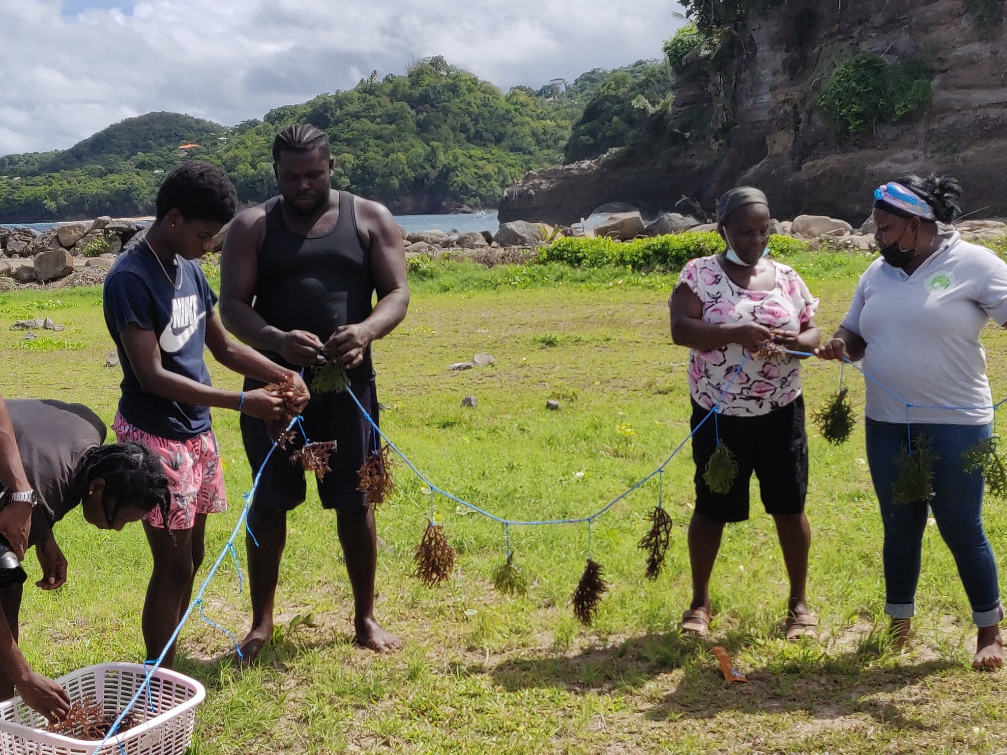 Grenada: Breakwater in Sauteurs completes Sea Moss Marine culture exercise