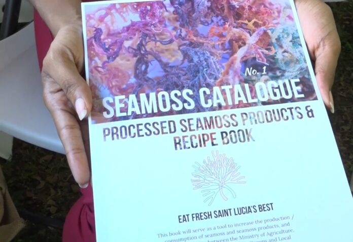Saint Lucia: Agriculture Ministry hosts Sea Moss Fiesta in honour of World Food Day